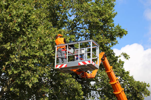 Best Arborist Consultation Services  in Oakland, MD